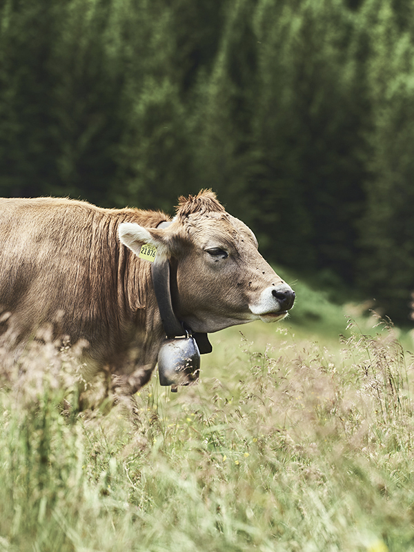 Bavarian cow